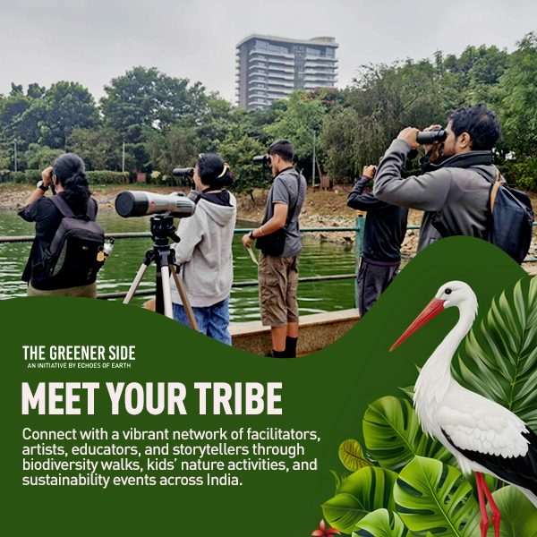Greener-Side-Website-Creatives